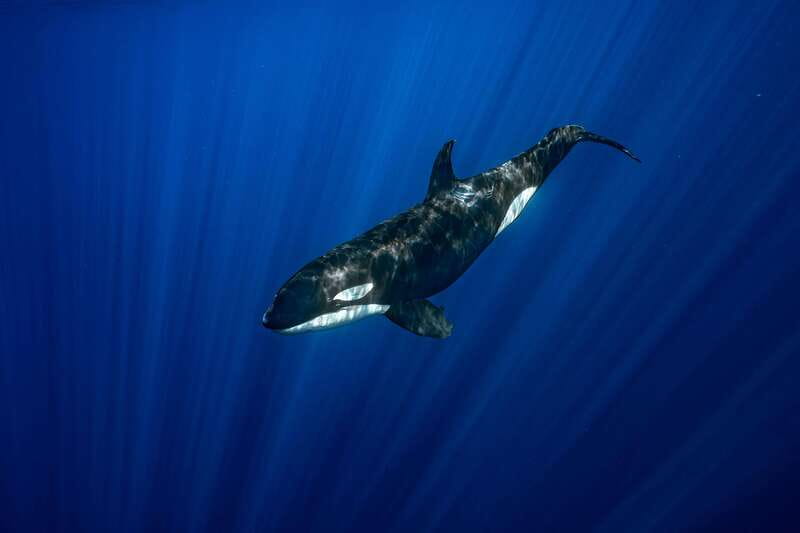La Paz or La Ventana: Ocean Safari - A guide can make or break the five hours