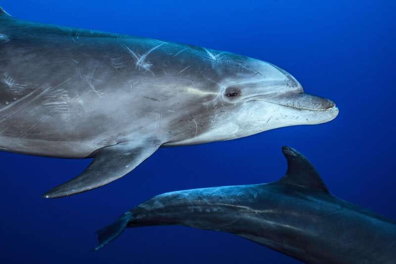 La Paz or La Ventana: Ocean Safari - Lunch, drinks, and a practical break