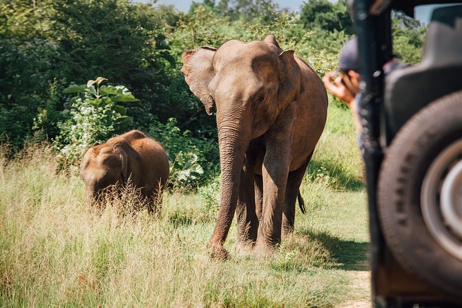 Leopard Safari Tour in Yala National Park - Breakfast, lunch, and timing choices