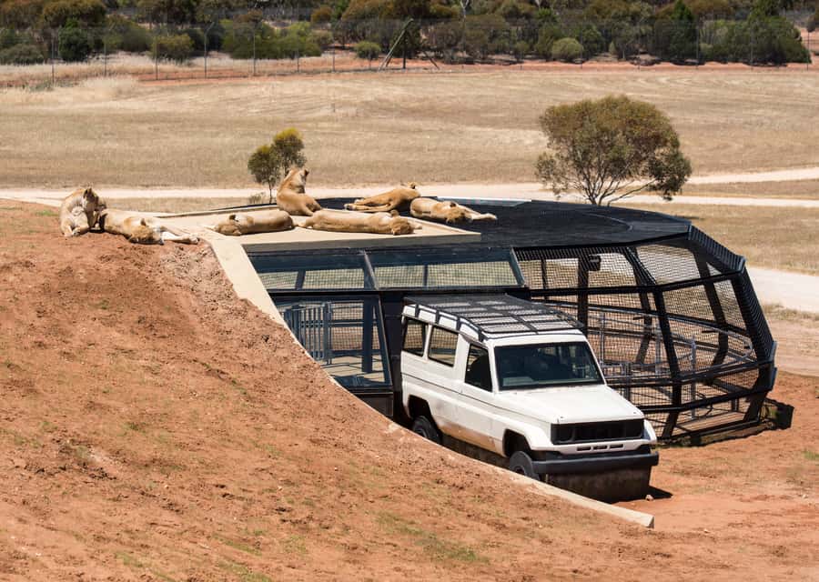 Lions 360 Experience and a Day at Monarto Safari Park - Key points to know before you book