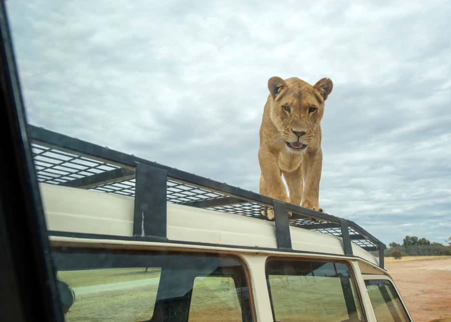 Lions 360 Experience and a Day at Monarto Safari Park - Meeting the lions at Monarto Safari Park
