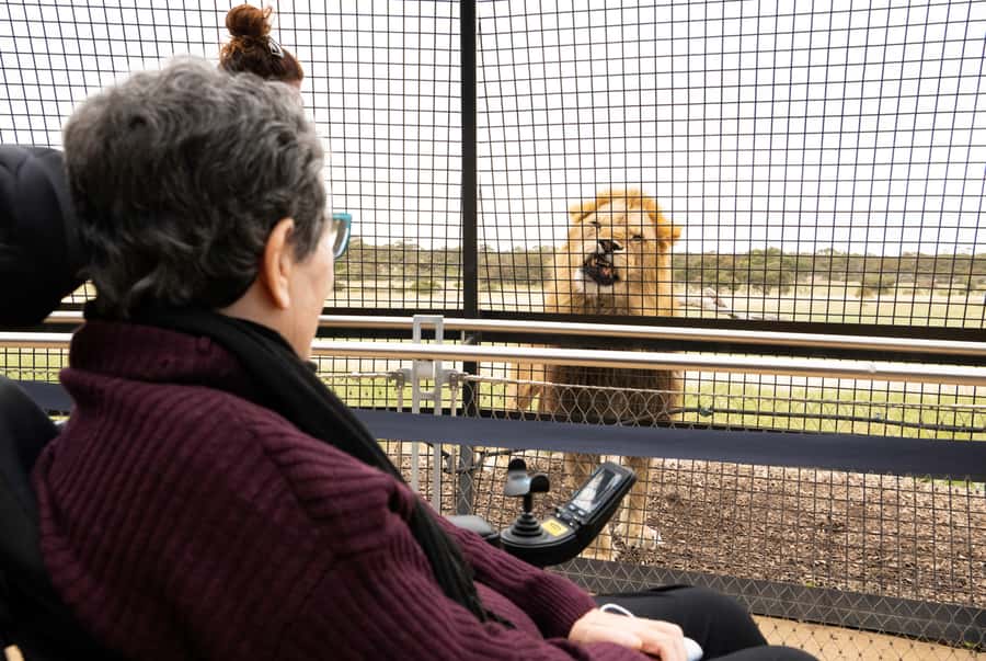 Lions 360 Experience and a Day at Monarto Safari Park - Why the lion session feels different