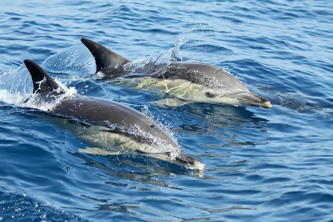 Lisbon: Dolphin Watching with a Marine Biologist - Ocean Safari - The RIB ride is part of the attraction