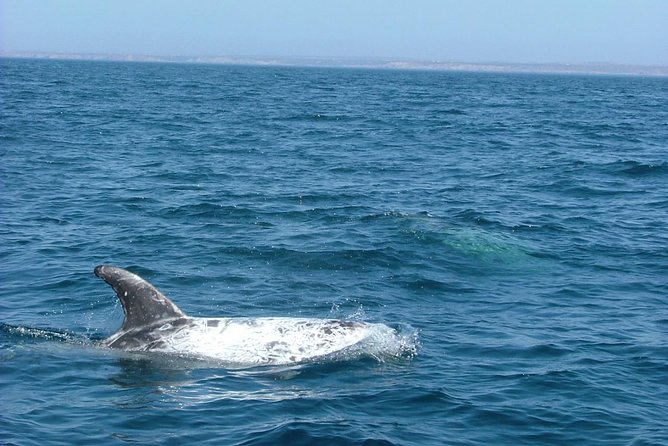 Lisbon: Dolphin Watching with a Marine Biologist - Ocean Safari - Farol do Bugio and the Atlantic crossing