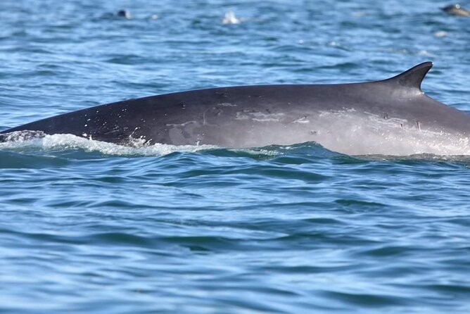 Lisbon: Dolphin Watching with a Marine Biologist - Ocean Safari - What the guides add to the experience