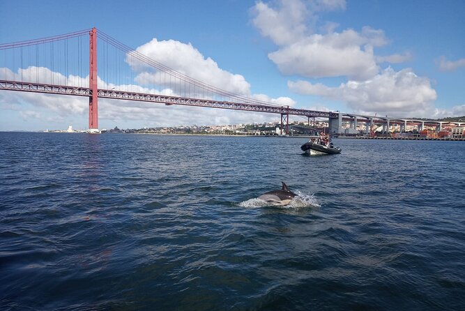Lisbon: Dolphin Watching with a Marine Biologist - Ocean Safari - Price and value at $62.88