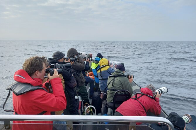 Lisbon: Dolphin Watching with a Marine Biologist - Ocean Safari - Who will enjoy this most
