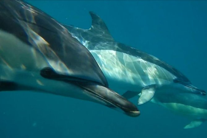 Lisbon: Dolphin Watching with a Marine Biologist - Ocean Safari - How the dolphin search works