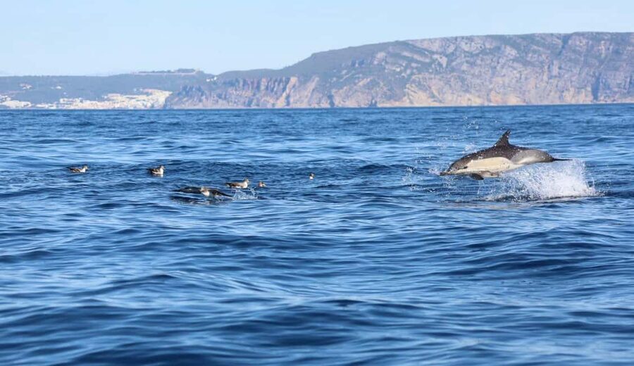Lisbon: Ocean Safari with Marine Biologists - Starting at Doca de Santo Amaro