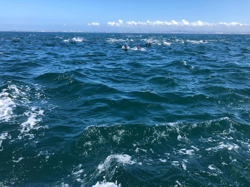 Lisbon: Ocean Safari with Marine Biologists - Should you book this Ocean Safari?