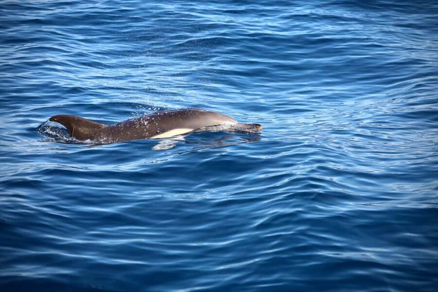 Lisbon: Ocean Safari with Marine Biologists - Sea conditions, comfort, and who should skip it