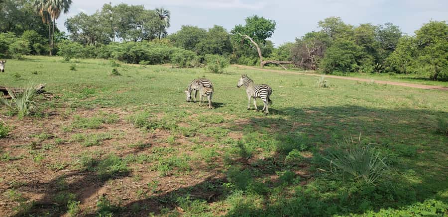 LIVINGSTONE ZAMBIA:SAFARI GAME DRIVE & RHINO WALK - Why the rhino walk is the heart of the experience