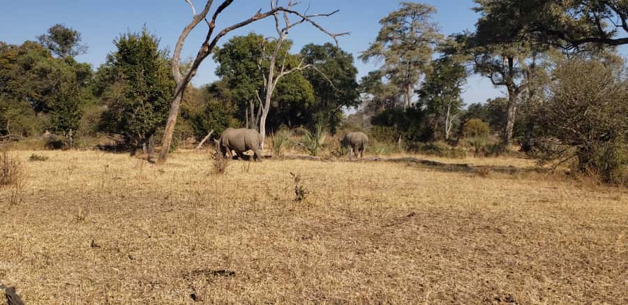 LIVINGSTONE ZAMBIA:SAFARI GAME DRIVE & RHINO WALK - What the two-hour itinerary feels like