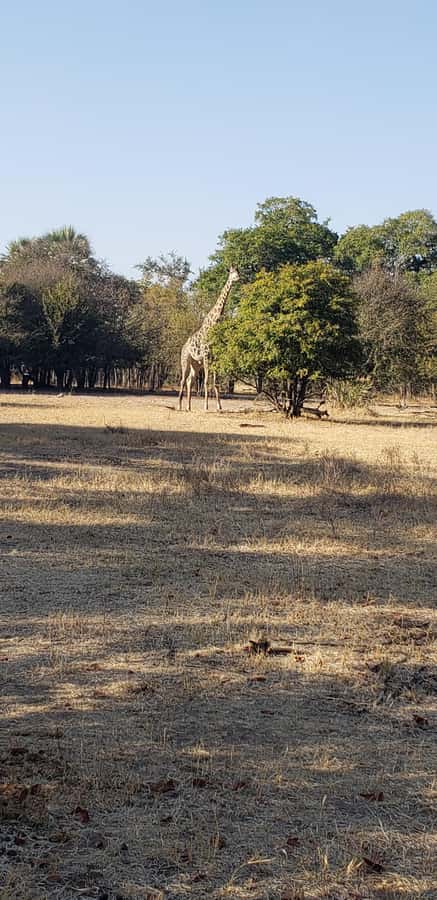 LIVINGSTONE ZAMBIA:SAFARI GAME DRIVE & RHINO WALK - Is $70 good value?