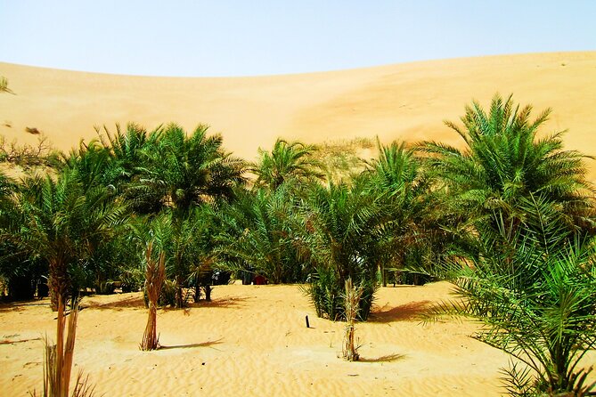 Liwa Over Night Safari - The guides can shape the whole experience