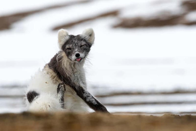 Longyearbyen: Wildlife Safari & Hiking Photography Tour - Key points to know before booking