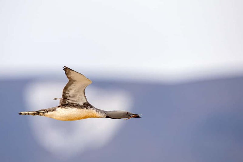 Longyearbyen: Wildlife Safari & Hiking Photography Tour - A wildlife safari built around patience