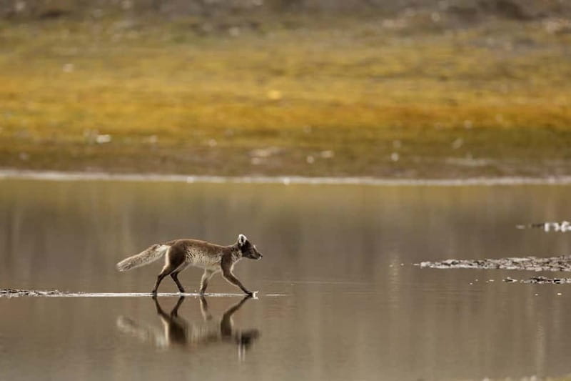 Longyearbyen: Wildlife Safari & Hiking Photography Tour - The secret stop and the search for animals