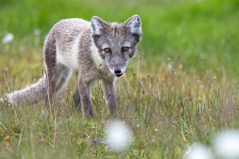 Longyearbyen: Wildlife Safari & Hiking Photography Tour - The three-hour hike and what it feels like