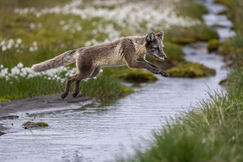 Longyearbyen: Wildlife Safari & Hiking Photography Tour - Photography help for cameras and phones