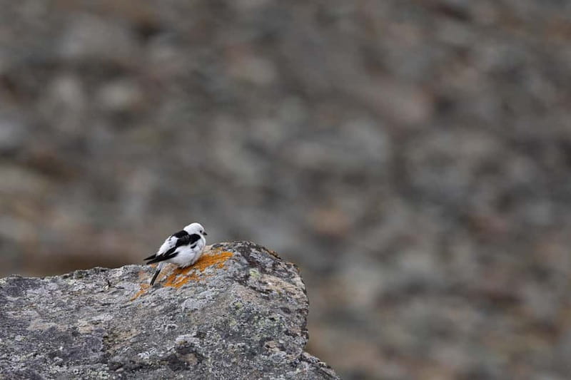 Longyearbyen: Wildlife Safari & Hiking Photography Tour - Warm drinks, snacks, and the return to town