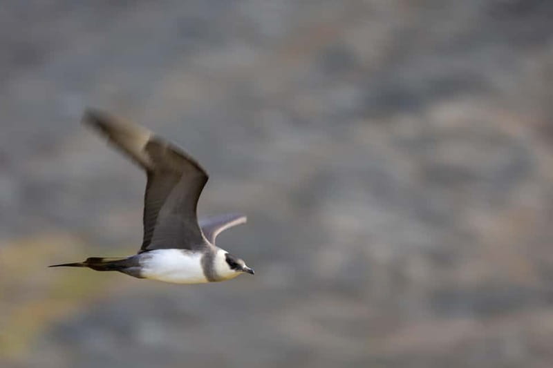 Longyearbyen: Wildlife Safari & Hiking Photography Tour - Who should choose this outing