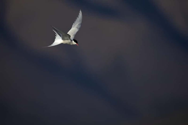 Longyearbyen: Wildlife Safari & Hiking Photography Tour - Should you book the See & Explore wildlife tour?