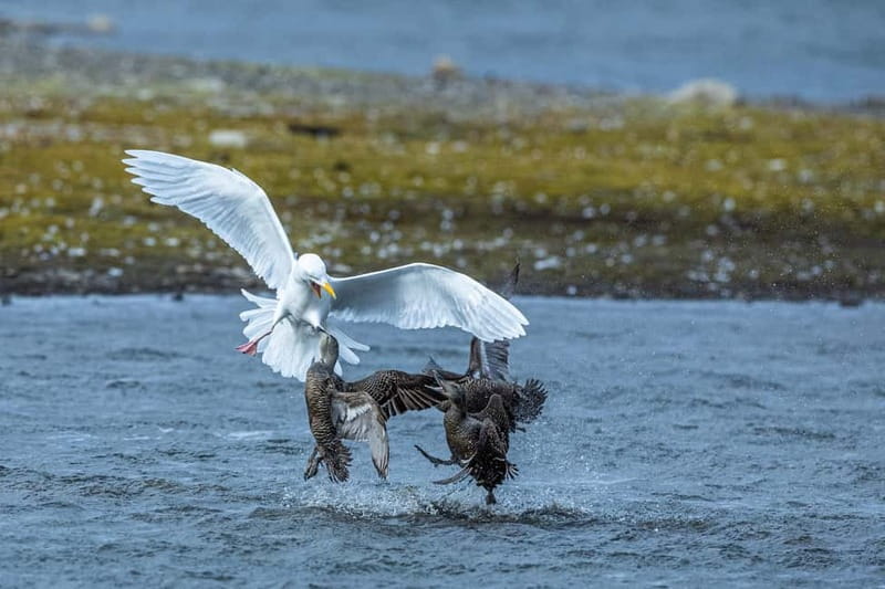 Longyearbyen: Wildlife Safari & Hiking Photography Tour - Meeting your guide and leaving Longyearbyen