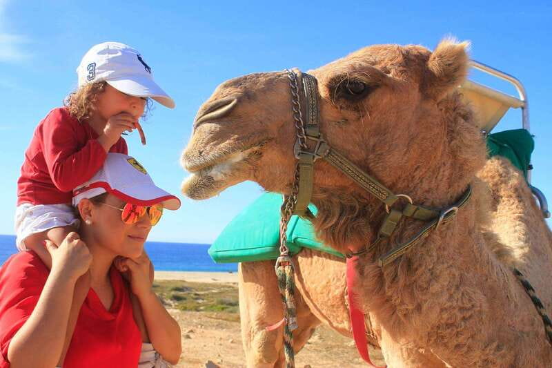 Los Cabos: Camel Ride Safari with Lunch and Tequila Tasting - What the camel ride is really like
