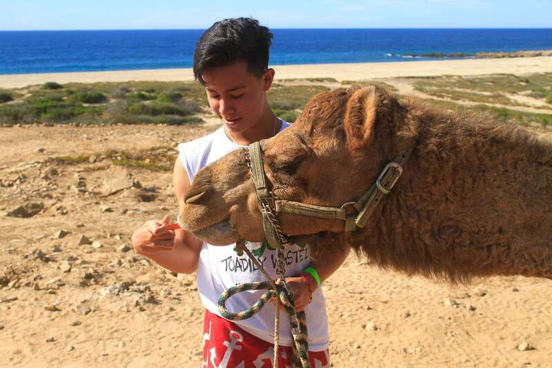 Los Cabos: Camel Ride Safari with Lunch and Tequila Tasting - A Mexican lunch after the ride