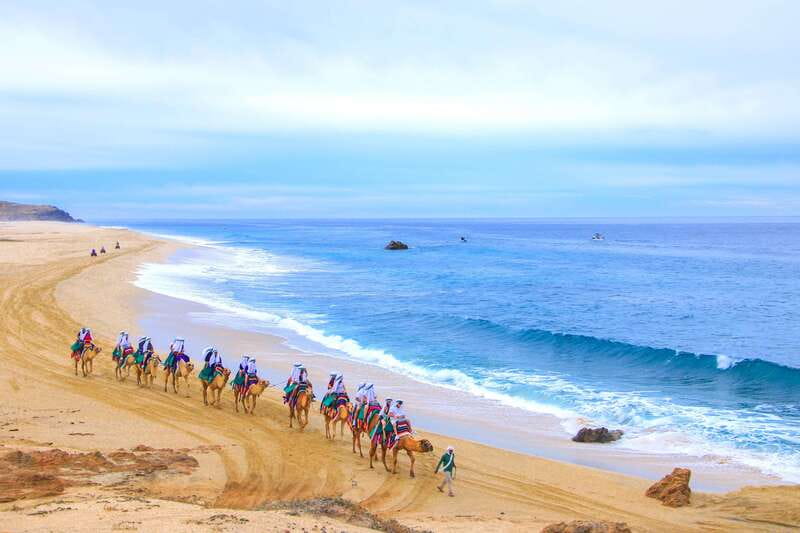 Los Cabos: Camel Ride Safari with Lunch and Tequila Tasting - What happens during the tequila tasting