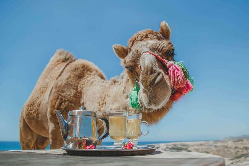 Los Cabos: Camel Ride Safari with Lunch and Tequila Tasting - The desert reserve and its native plants