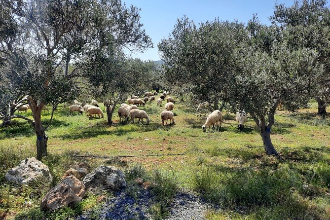 LUXURY Jeep Safari WRANGLER CRETE (also for CRUISE SHIPS) - Kastelli is the day’s main meal stop