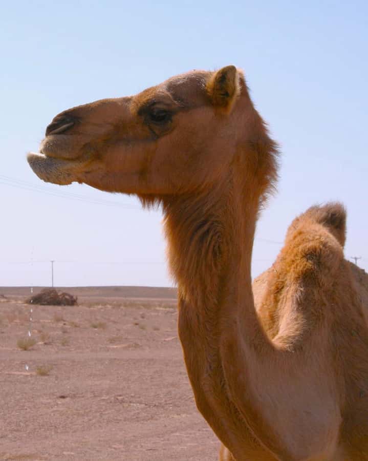Luxury Overnight Desert Safari in Salalah - Arabic coffee, dates, and a desert sunset