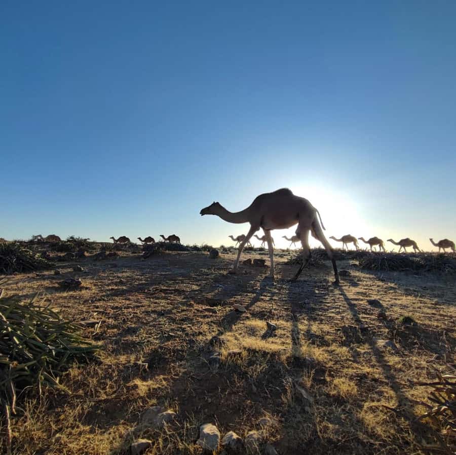 Luxury Overnight Desert Safari in Salalah - What $245 means for the value