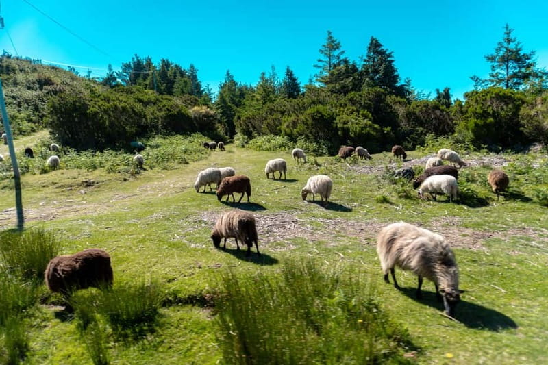 Madeira: Santana Jeep Safari and Referta Levada Walk - Pico do Areeiro: a high start above the clouds