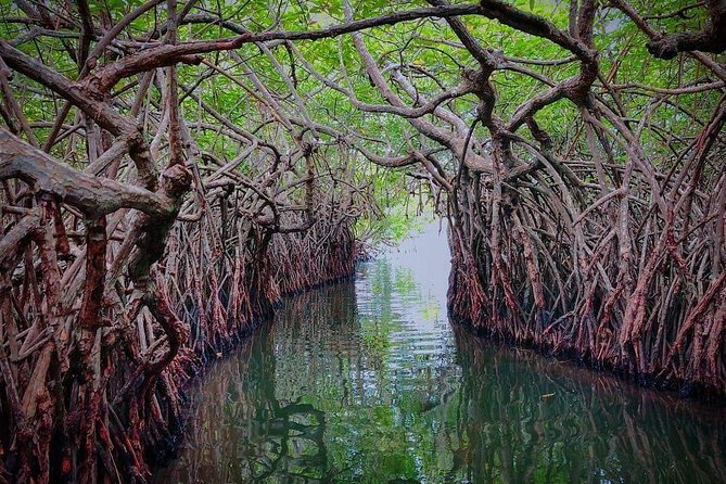 Madu River Boat Safari Balapitiya - Cinnamon Island shows a practical local tradition
