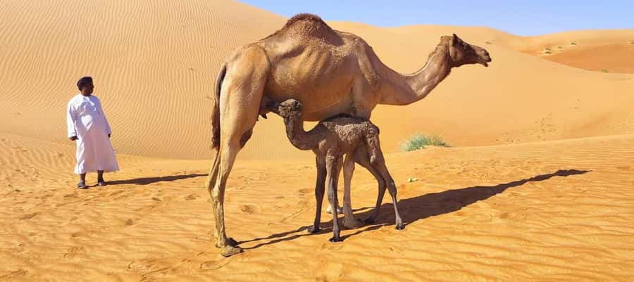 Magical Desert Safari By Land Cruise in Empty Quarter - From Salalah to the Empty Quarter