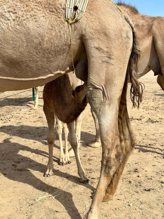 Magical Desert Safari By Land Cruise in Empty Quarter - Black Camels and a Desert Camp
