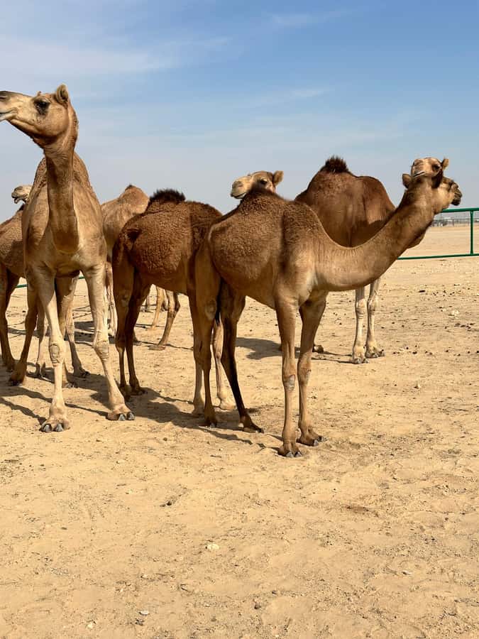 Magical Desert Safari By Land Cruise in Empty Quarter - Dune Bashing in a 4WD