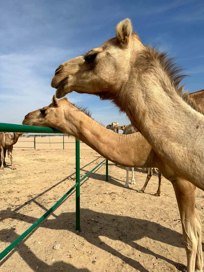 Magical Desert Safari By Land Cruise in Empty Quarter - Forty-Five Minutes Above the Sand at Sunset
