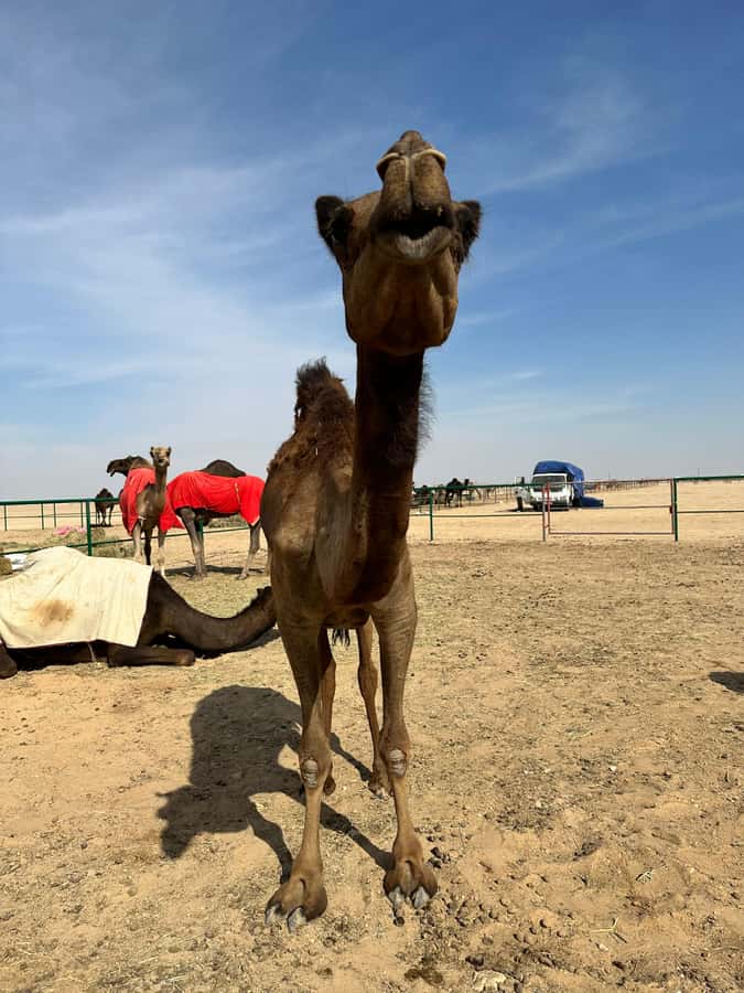 Magical Desert Safari By Land Cruise in Empty Quarter - What the $152 Price Really Covers