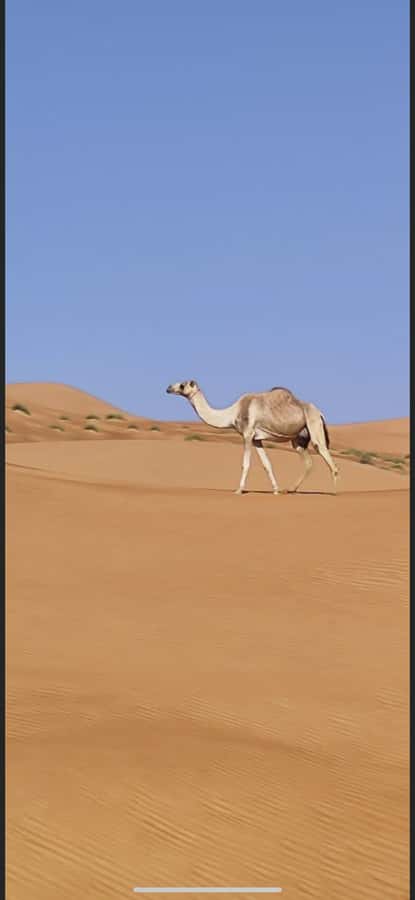 Magical Desert Safari By Land Cruise in Empty Quarter - Who Will Enjoy This Day Most
