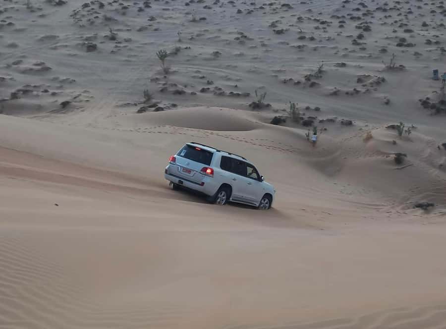 Magical Desert Safari By Land Cruise in Empty Quarter - Frankincense in Its Natural Setting