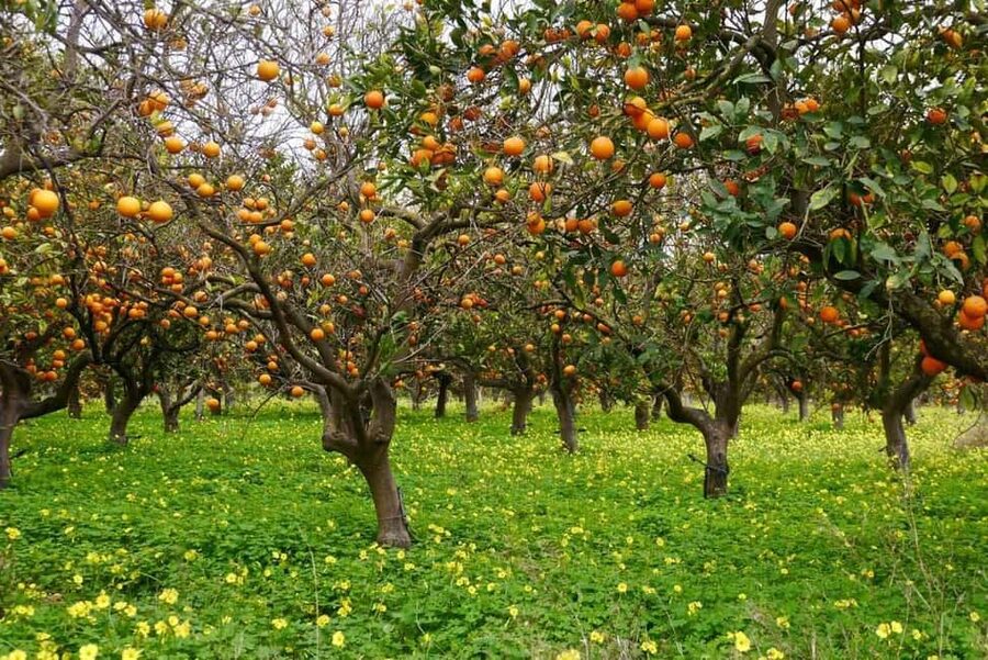 Magnificent Combo: Cabrio Safari and Green Canyon Boat Tour - The Alanya route needs a quick check