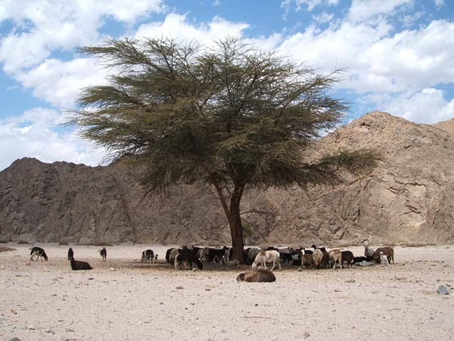 Makadi Bay: Jeep Safari Adventure with Bedouin guide - What to bring for the desert