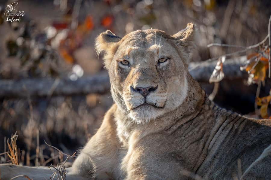 Malelane & Komatipoort: Kruger National Park Half-Day Safari - What the rating tells you, and what it does not