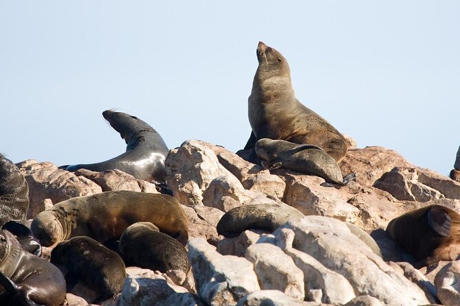 Marine Big 5 Safari full day trip from Cape Town - Key points to know before booking