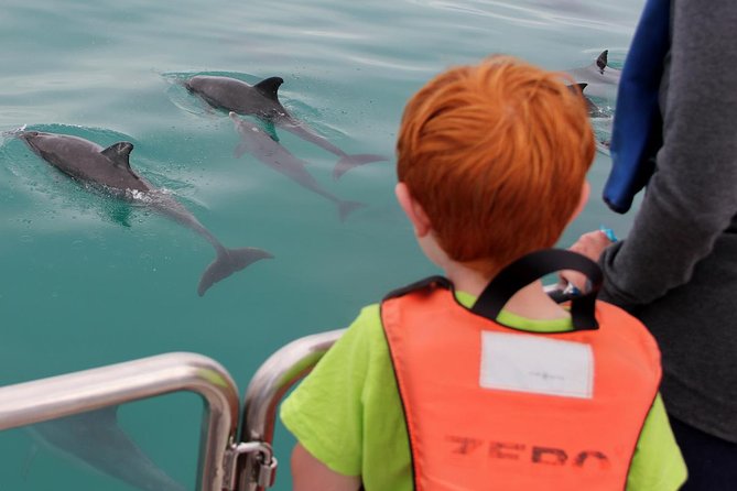 Marine Big 5 Safari full day trip from Cape Town - What the marine biologist guides add