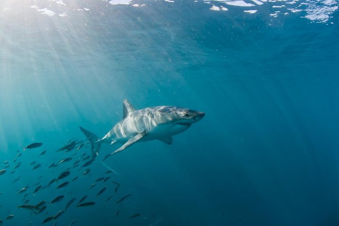 Marine Big 5 Safari full day trip from Cape Town - The boat, sea conditions, and seasickness